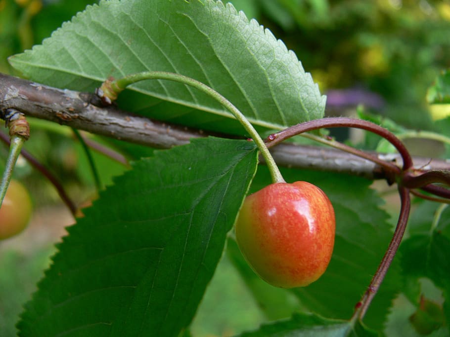 leaf, fruit, nature, food, tree, food and drink, plant part HD wallpaper