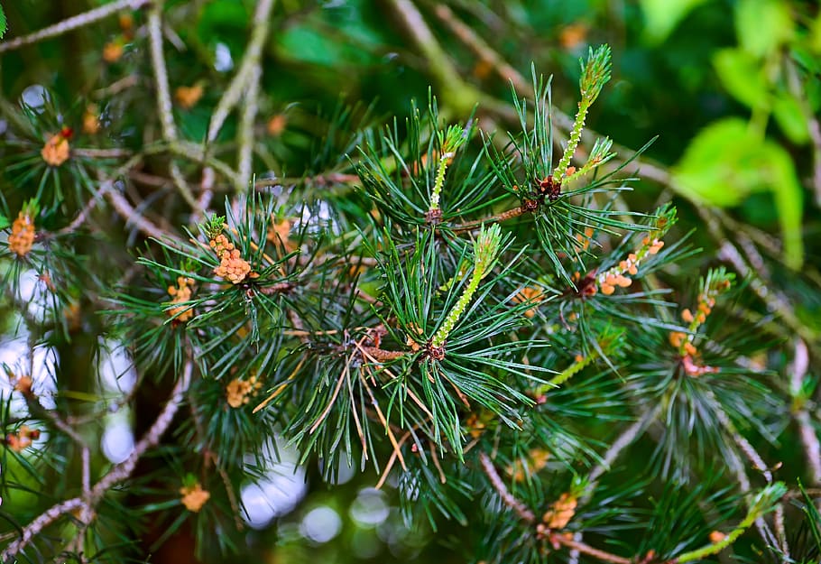 Forest, Pine, Tree, Plant, Pine Cone, nature, needles, twigs HD wallpaper