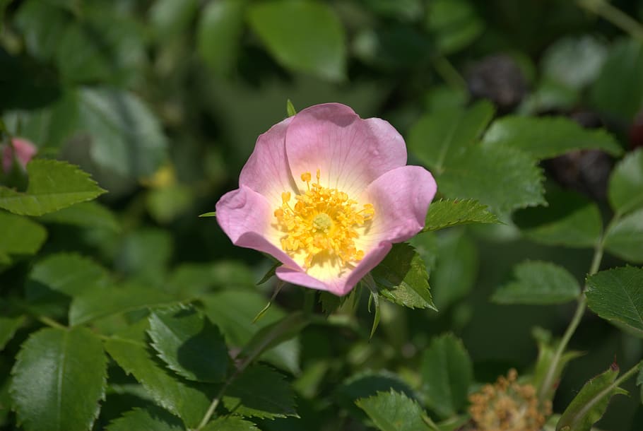brian, flower, plant, spring, flowers, nature, rose, flowering plant HD wallpaper