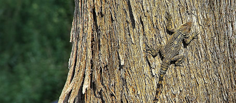 lizard, camouflage, bark, climb, tree hunting, reptile, nature HD wallpaper