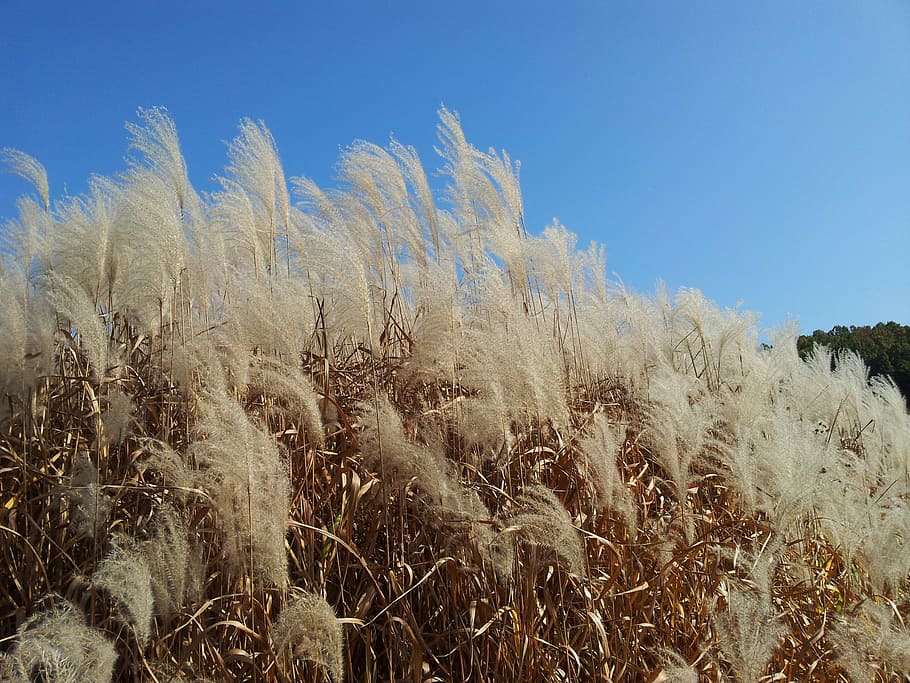 daechung, autumn, silver grass, plant, growth, sky, land, field HD wallpaper