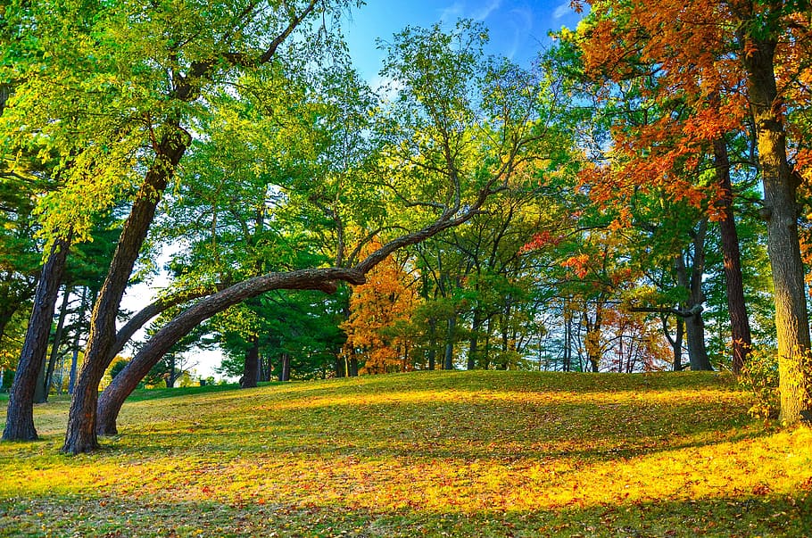 forest, at, marlborough, plant, tree, beauty in nature, growth HD wallpaper