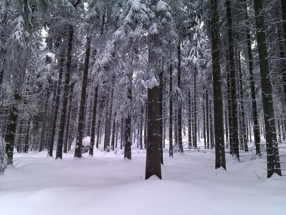 winter, forest, snow, trees, snowy, cold, plant, cold temperature HD wallpaper