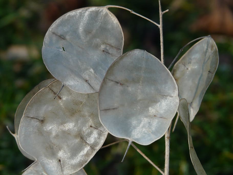 silberling, one year, silver leaf, leaves, plant, nature, bush HD wallpaper