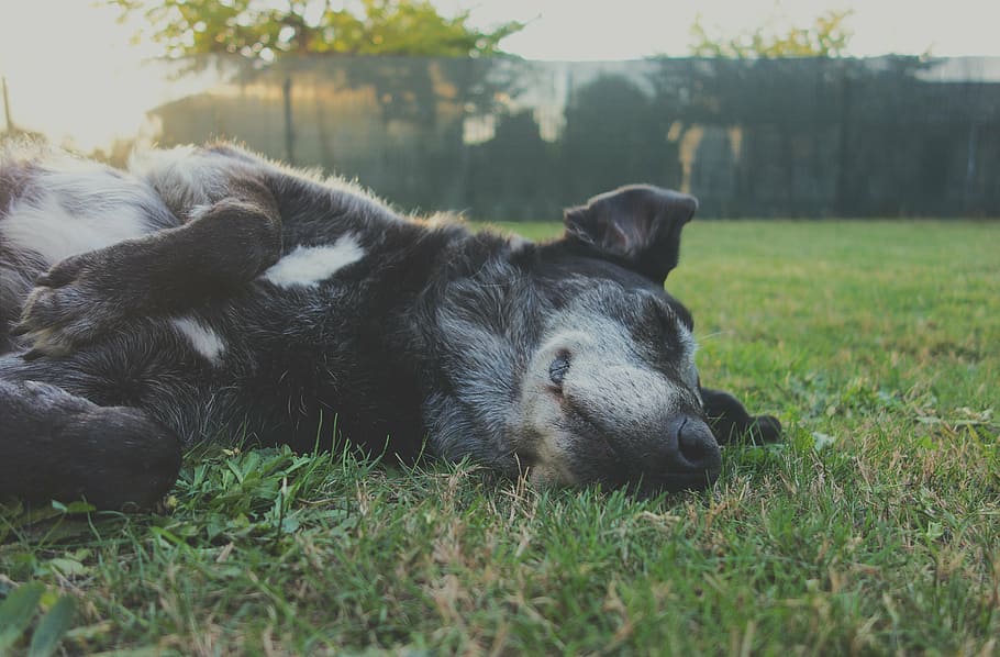 adult black Formosan mountain dog sleeping on grass lawn, animal, HD wallpaper