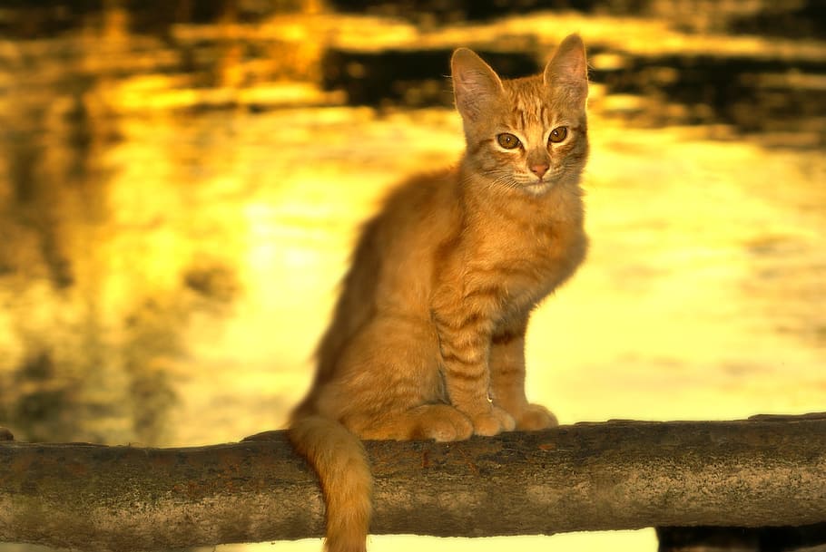 cat, rio, eventide, mammal, portrait, looking at camera, one animal HD wallpaper