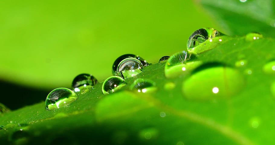 macro photography of drop of water on green leaf, drops, nature HD wallpaper