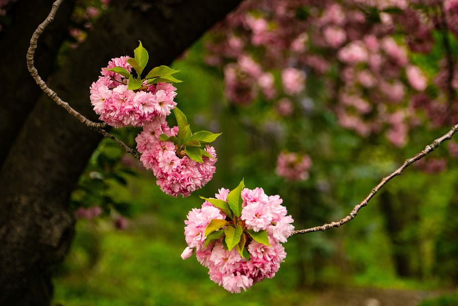 cherry, spring, pink, flower, blossom, flowering plant, pink color HD wallpaper