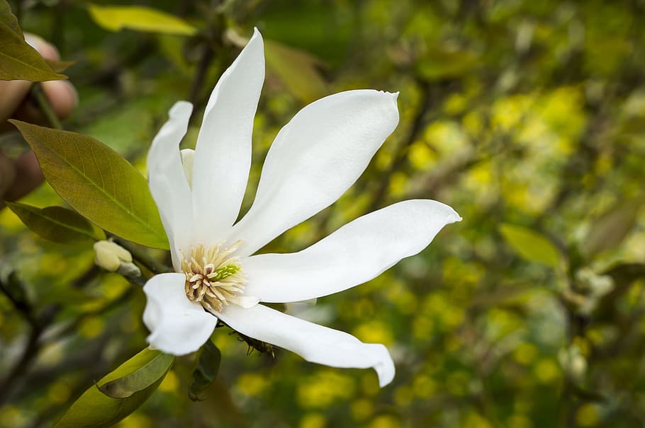 white, flowers, nature, macro, white flower, spring, mainau HD wallpaper