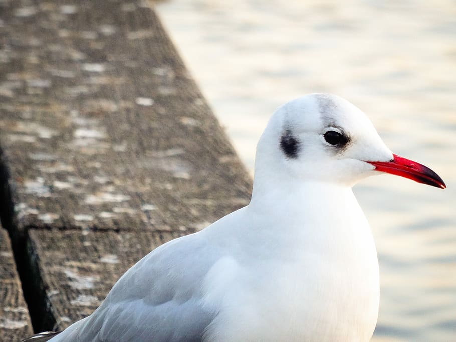 Seagull, Nature, Close, Water Bird, portrait, one animal, animals in the wild HD wallpaper