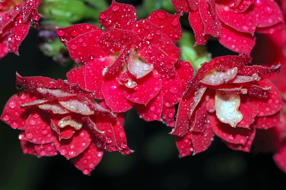 rosa, drops, flower, raspberry, red, water, shine, macro, closeup HD wallpaper