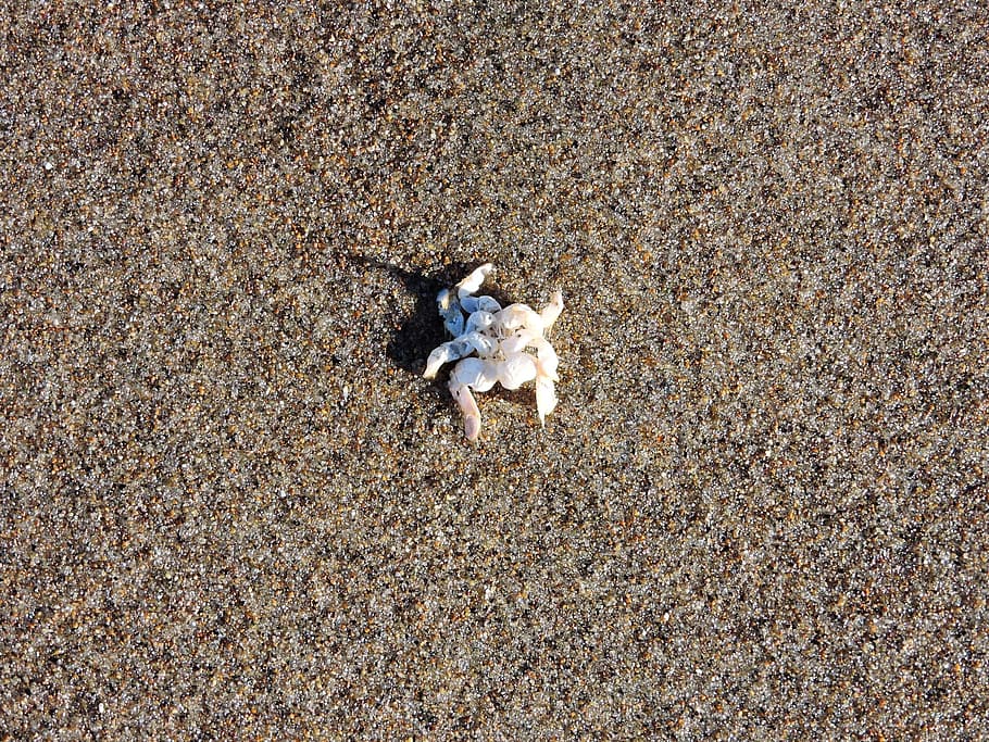 crab, sand, crab shell, carcass, ocean, coast, land, high angle view, HD wallpaper
