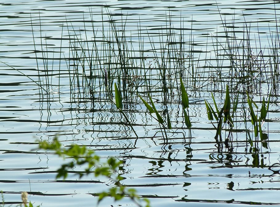 water, grass, weeds, reflection, plant, no people, nature, day HD wallpaper