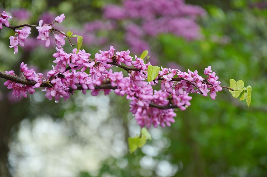 chinese redbuds, judas tree, flowers, purple, blooming, heart, HD wallpaper