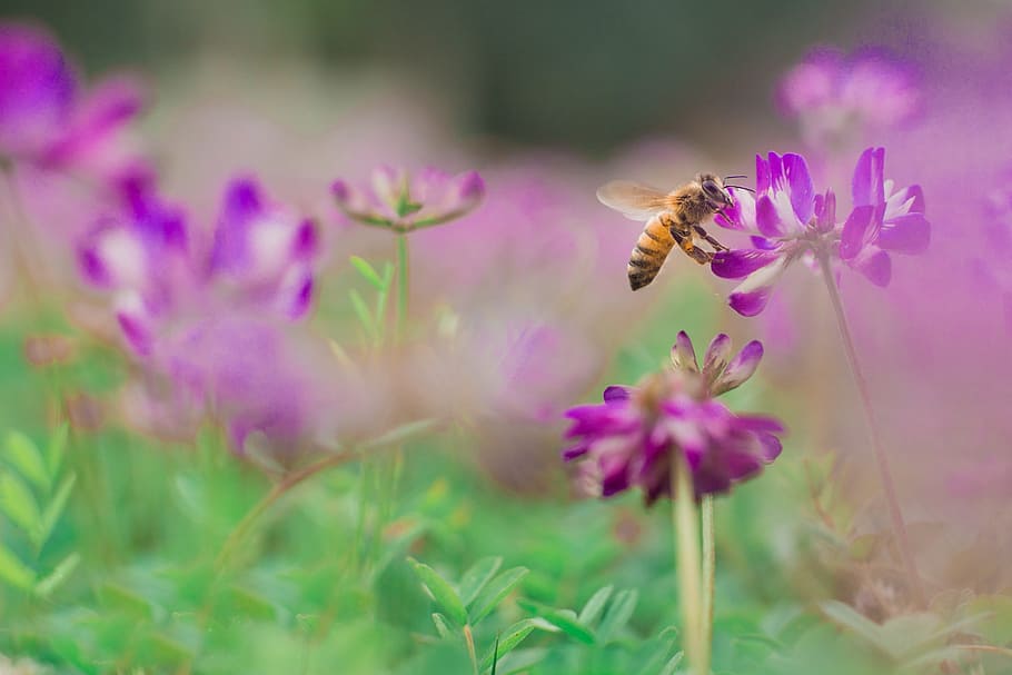 bee, flower, spring, background, flowering plant, beauty in nature HD wallpaper