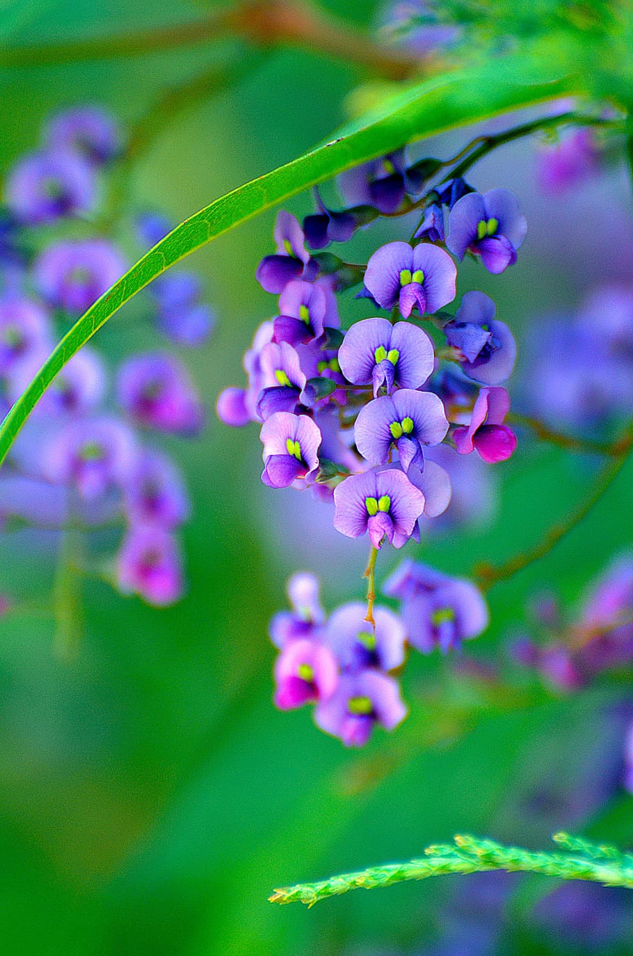 selective focus photo of purple butterfly pea flowers, nature HD wallpaper