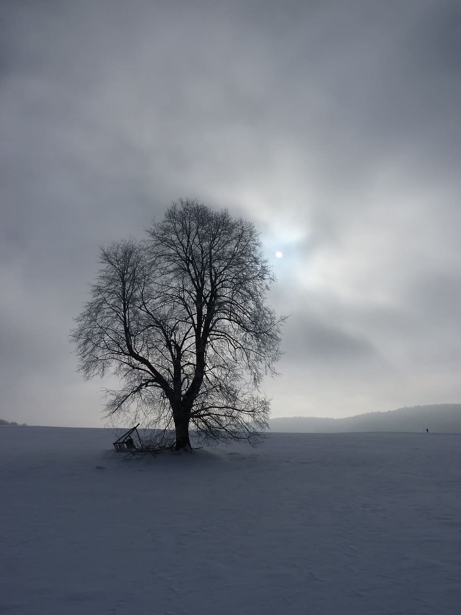 Tree, Sun, Winter, Back Light, Cold, sky, perspective, scenic HD wallpaper