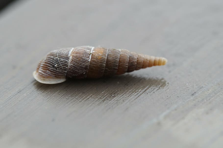 snail, shell, rotated, narrow, pointed, close, mollusk, snail shell HD wallpaper