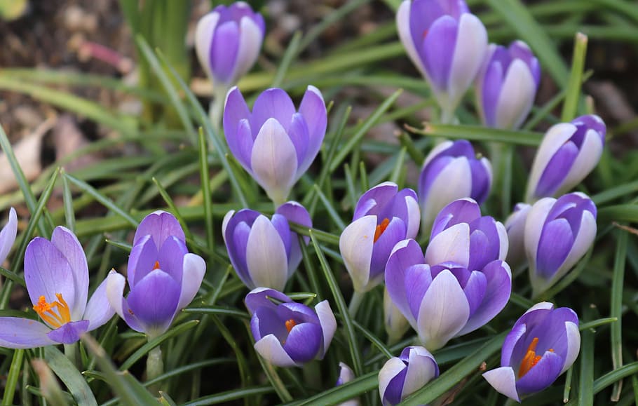 closeup photo of purple petaled flower, crocus, spring, flowers HD wallpaper