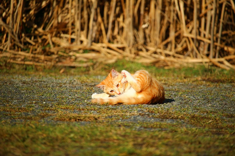 cat, kitten, jump, mackerel, red mackerel tabby, red cat, cat baby HD wallpaper
