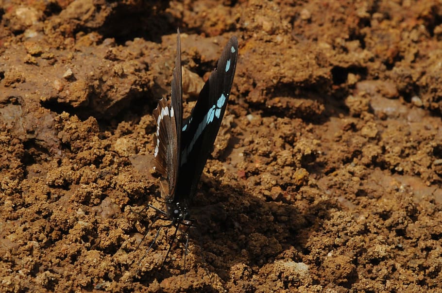 butterfly, insect, wings, no people, nature, close-up, high angle view HD wallpaper
