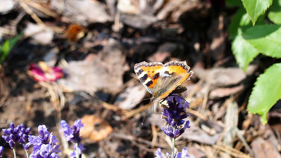 butterfly, insect, macro, nature, wings, orange, lavender, flower HD wallpaper