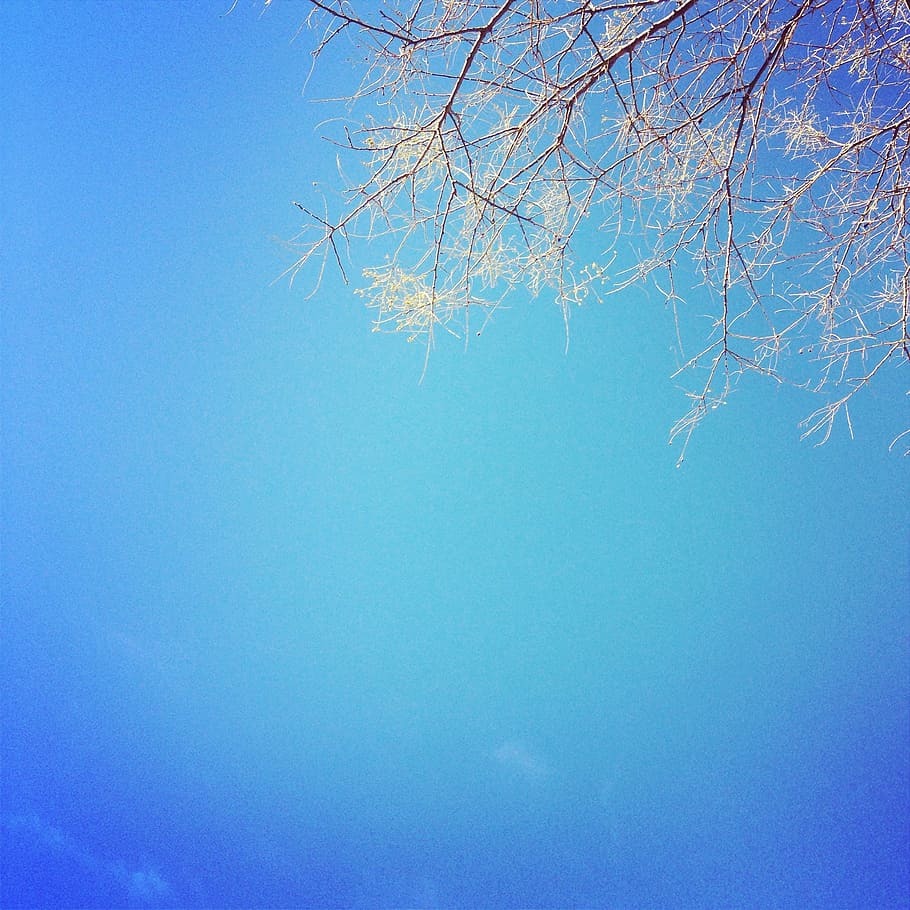tree under blue sky, branch, clear, trees, branches, nature HD wallpaper