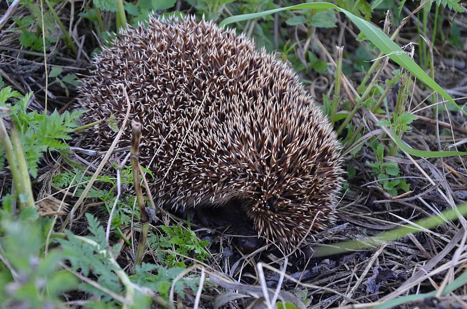 hedgehog, animals, closeup, animal wildlife, plant, field, animals in the wild HD wallpaper