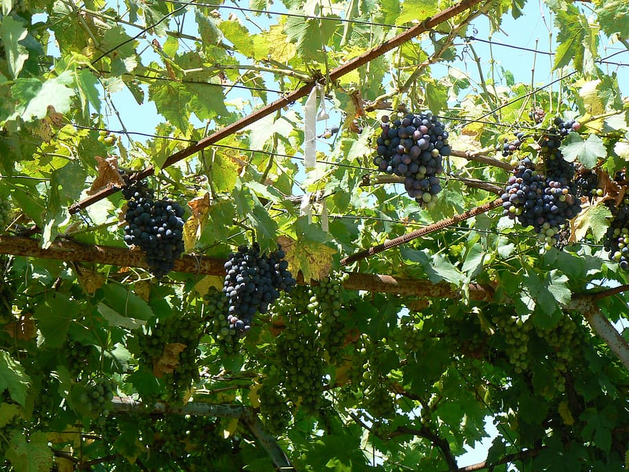 Grapes, Vineyard, Fruit, food and drink, green color, leaf HD wallpaper