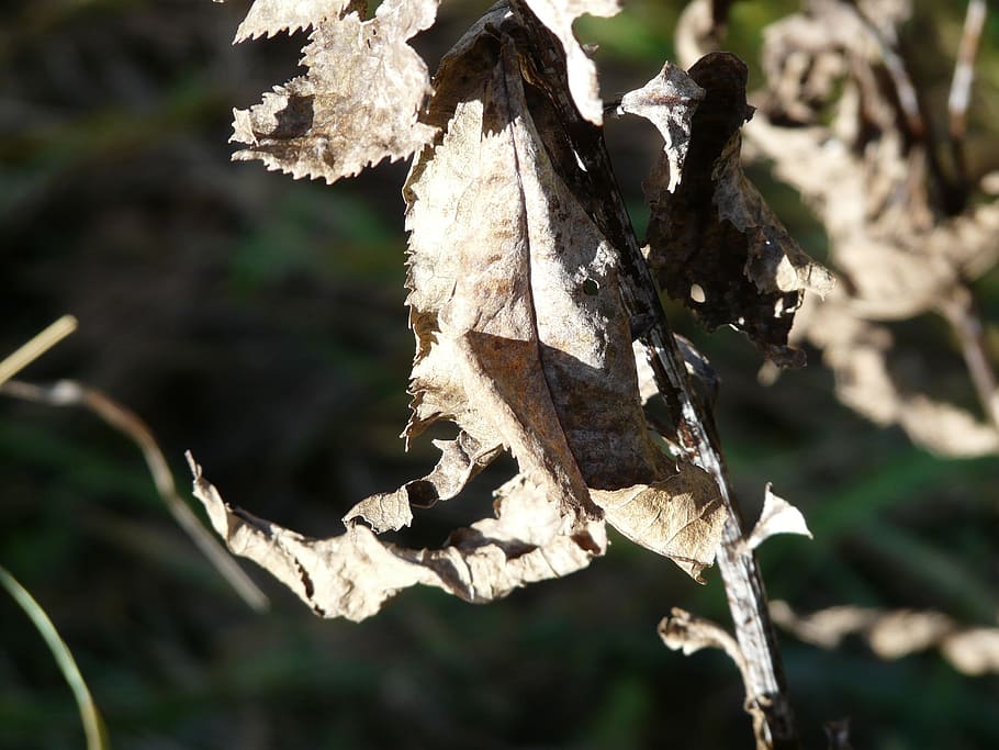 Leaf, Withered, Dry, fuchssches greiskraut, senecio ovatus, HD wallpaper