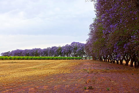 jacaranda, trees, flowering, purple, stand, blossom, spring HD wallpaper