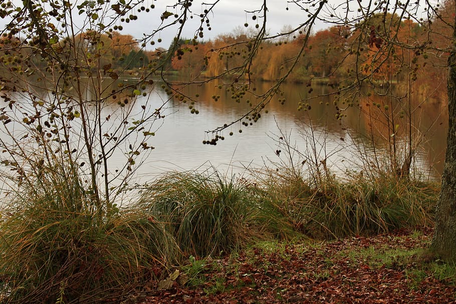 body of water surrounded by trees, pond, fall, nature, autumn HD wallpaper