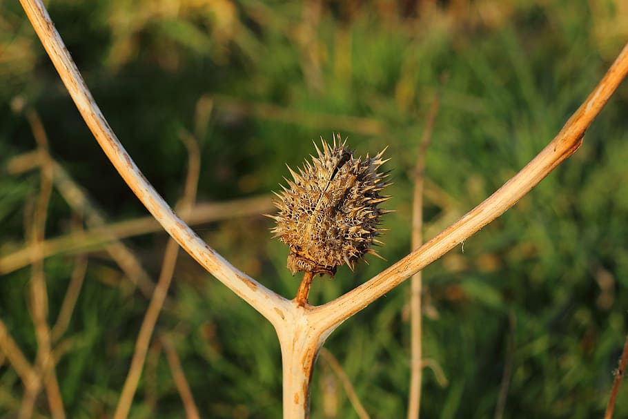 shallow focus photography of brown tree fruit, thistle, head HD wallpaper