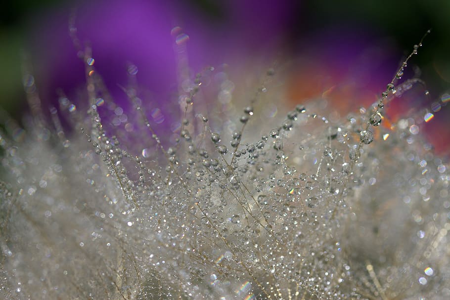 water due selective-focus photography, Dandelion, Macro, Drops HD wallpaper