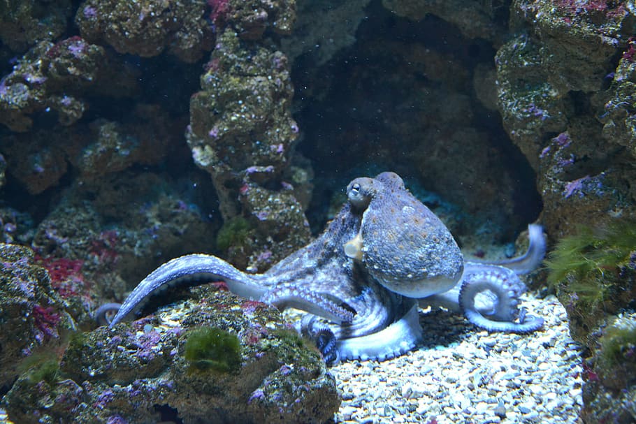 brown Octopus under the sea, fish, water, aquarium, aquarium fish, HD wallpaper