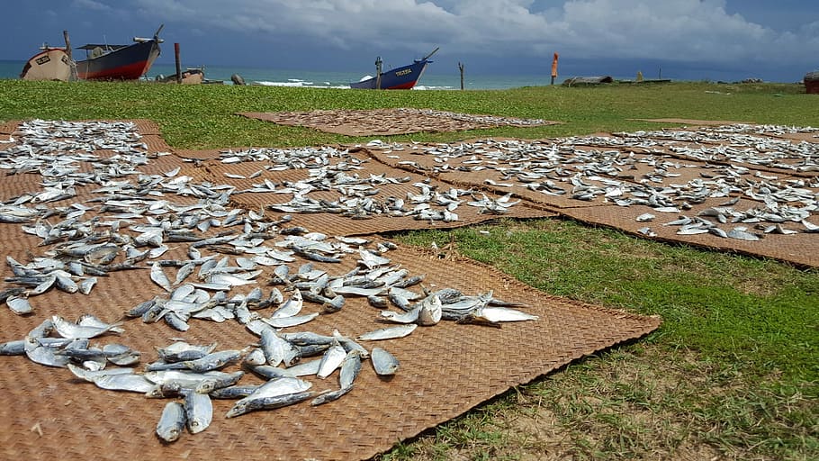 Beach, Malaysia, Fish, Salted, Dried, boat, village, food, seafood, HD wallpaper