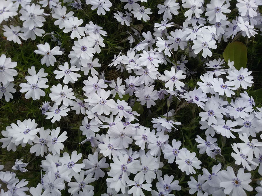 flower, plant, flowering plant, freshness, vulnerability, fragility HD wallpaper
