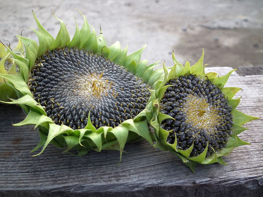 HD wallpaper: close-up photo of two green-and-gray sunflowers, autumn,  seeds | Wallpaper Flare