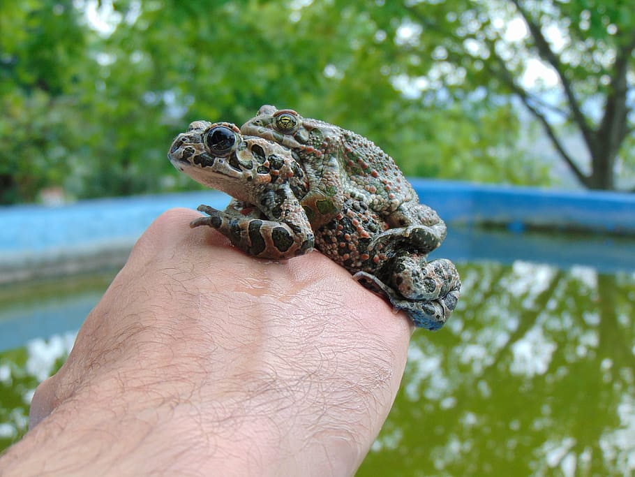 frog, pool, green, nature, wildlife, animal, pond, tree, water HD wallpaper