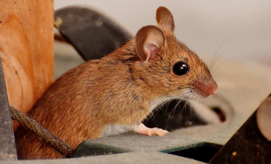 brown mouse in closeup photo, wood mouse, nager, cute, rodent