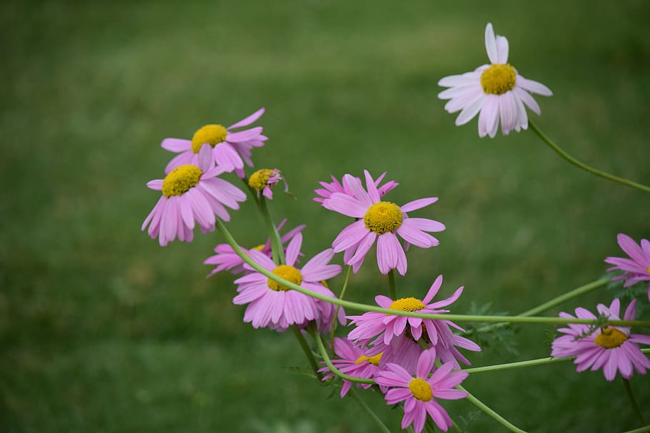 pink, daisy, spring, flowering plant, freshness, vulnerability HD wallpaper