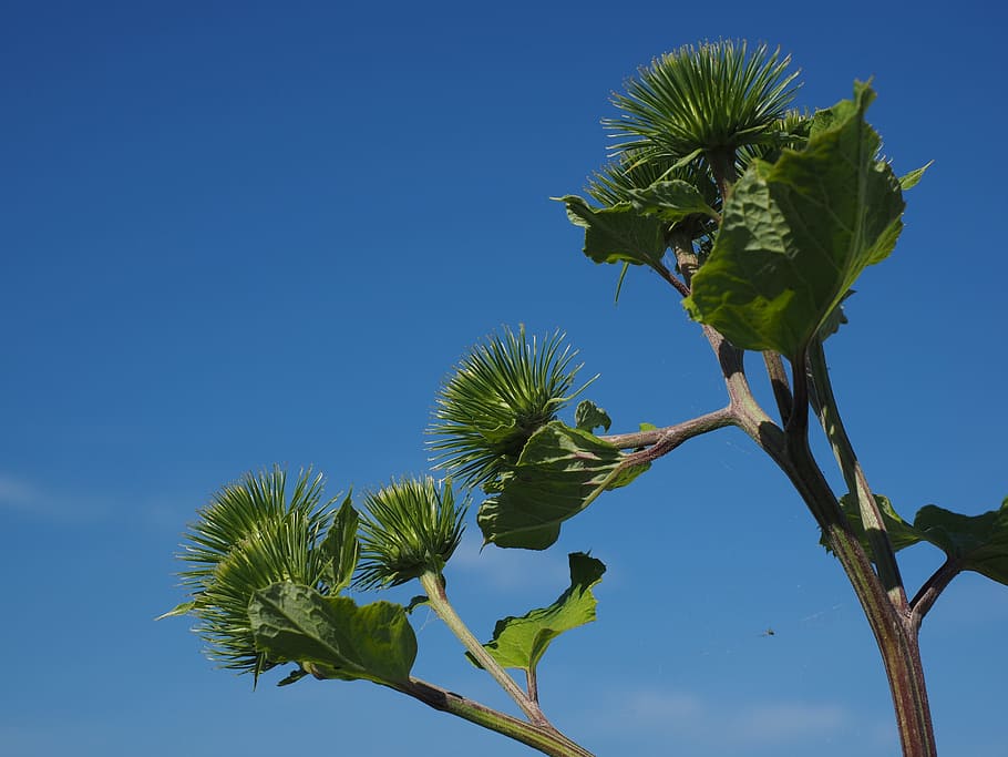 Burdock, Infructescence, Hooked, great burdock, liable, spherical HD wallpaper