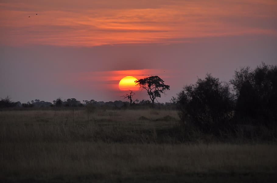 Sunset, Botswana, Okavango, nature, dusk, landscape, tree, sky, HD wallpaper