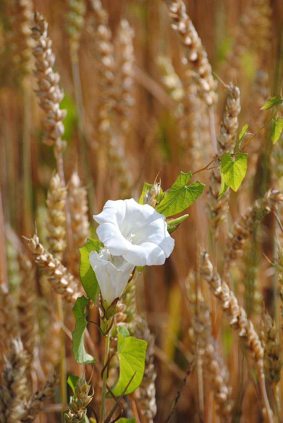 bindweed, winds, climber plant, flower, white, wheat, spike, HD wallpaper
