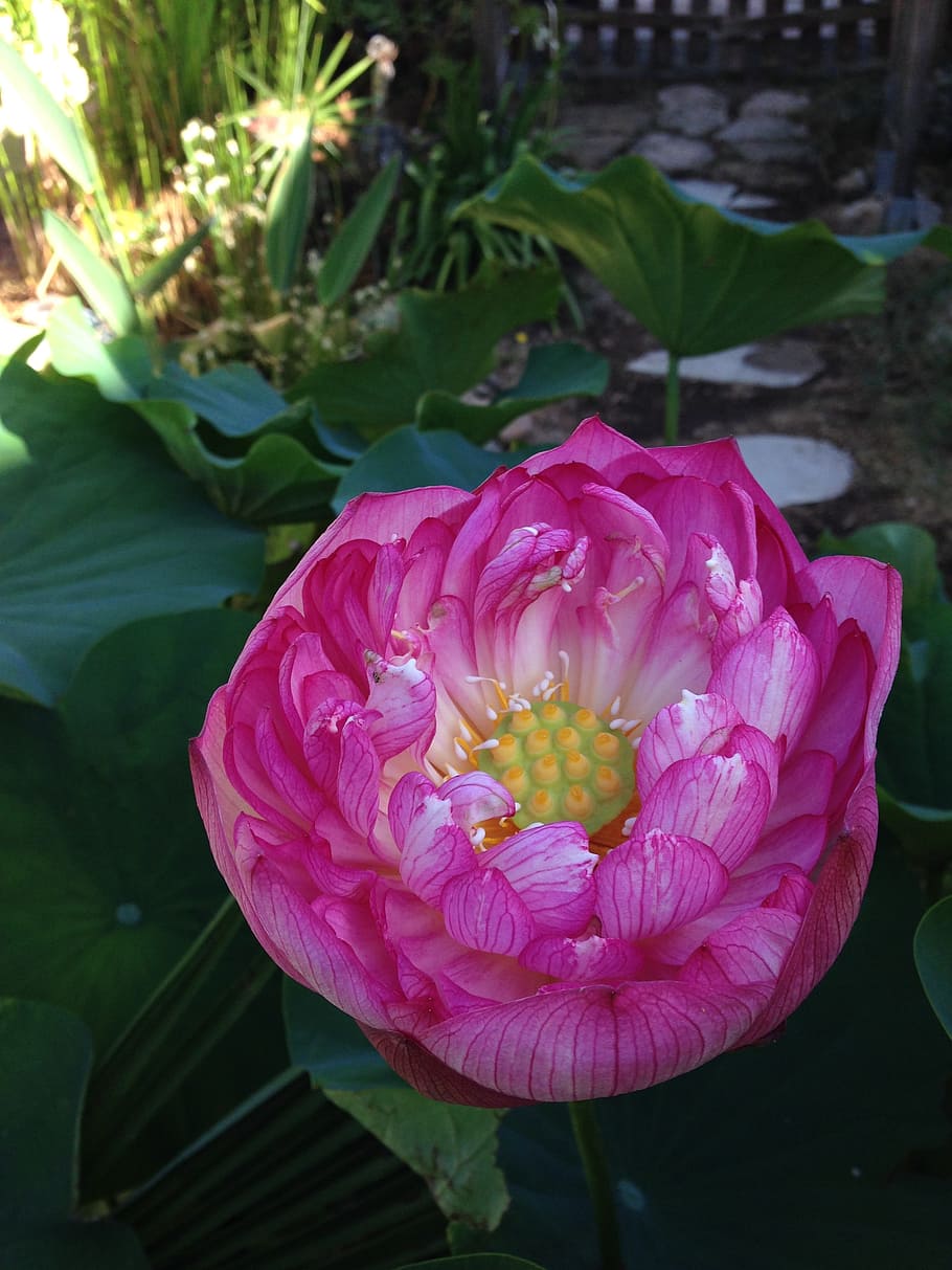 Lotus, Aquatic, two days, flower, petal, pink color, plant HD wallpaper