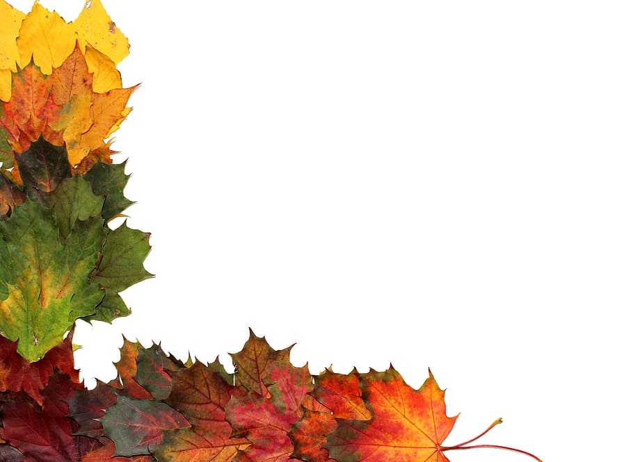 leaves, autumn, fall foliage, leaf, golden autumn, nature, forest HD wallpaper