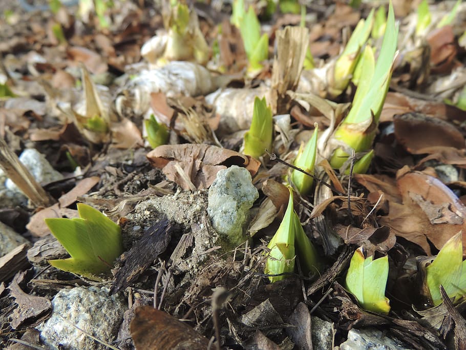 Spring, Sprout, Plants, Nature, Flower, earth, garden, seeds HD wallpaper