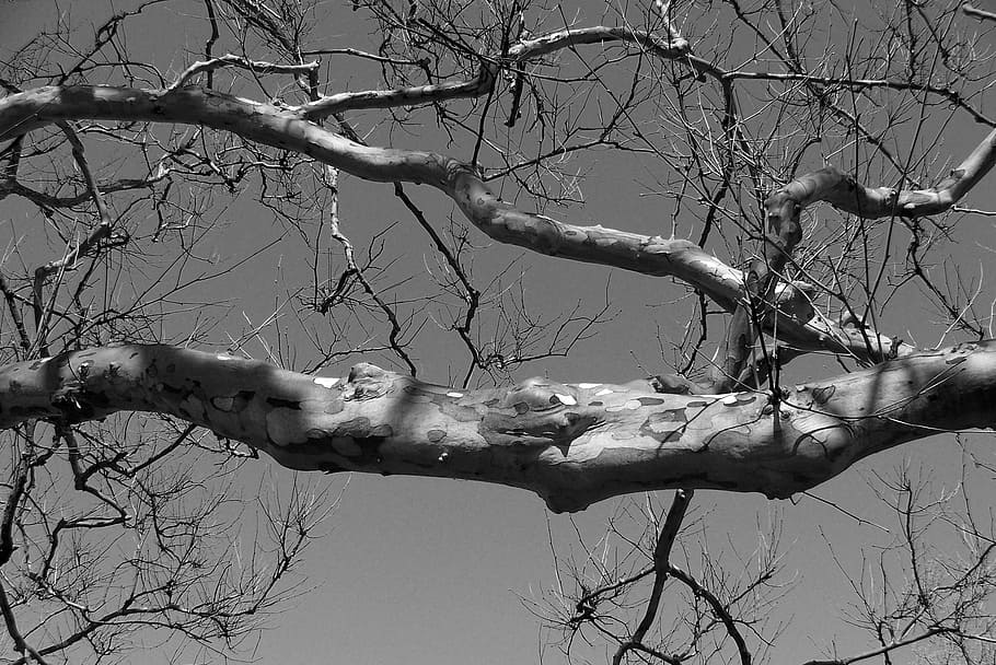 tree, branch, limb, nature, wood, woods, forest, branches, season HD wallpaper