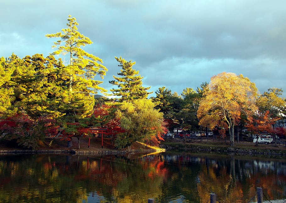 autumn, tree, nature, leaf, lake, plant, water, reflection HD wallpaper
