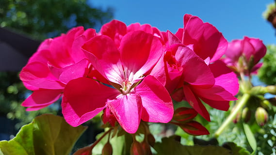Nutmeg, Flowers, Summer, petal, pink color, plant, nature, beauty in nature HD wallpaper